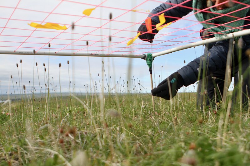 Plant Growth Sampling (Isla Myers-Smith)